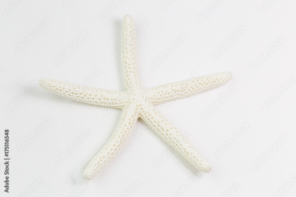 white starfish or sea star on white background, top view white starfish or sea star on white background, top view