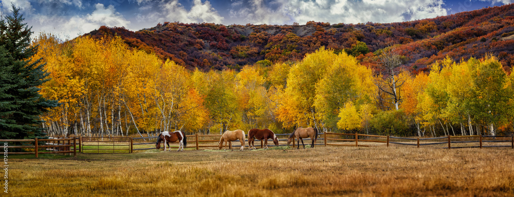 Horses in Colorado during the fall - obrazy, fototapety, plakaty 