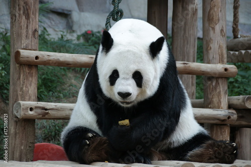 Fototapeta Naklejka Na Ścianę i Meble -  Female Giant Panda in Thailand, eating Bamboo Biscuit
