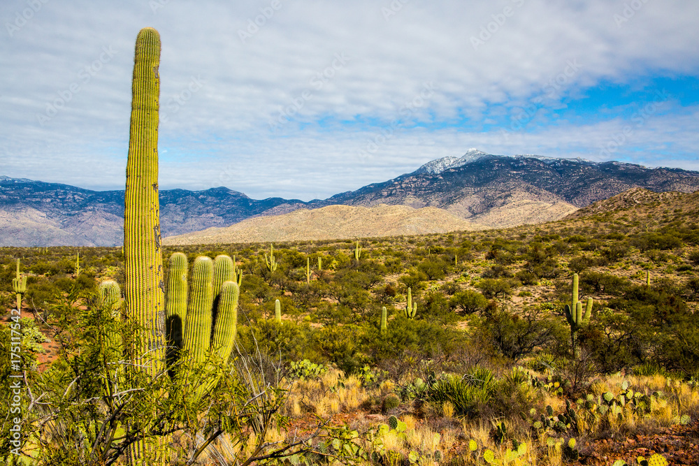 Saguaro Cactus 3