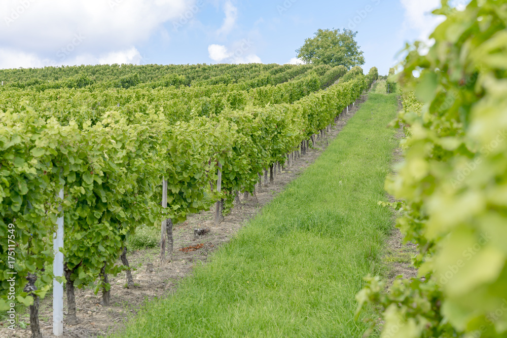Vineyards in the harvest season in Rhein-Hessen in Rhineland-Palatinate, Germany