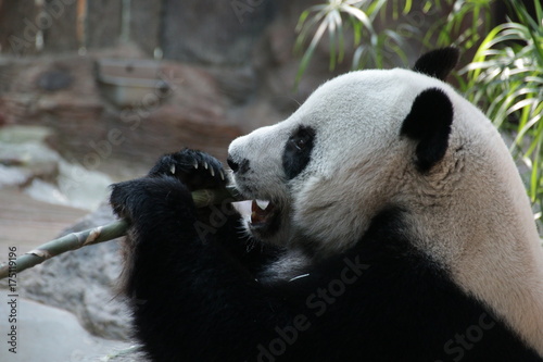 Fototapeta Naklejka Na Ścianę i Meble -  Palyful Male Giant Panda in Thailand, eating Bamboo Stick