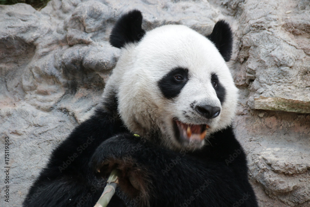Male Giant Panda in Thailand, Eating Bamboo Shoot