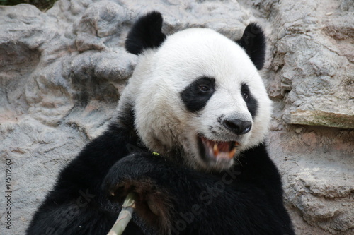 Fototapeta Naklejka Na Ścianę i Meble -  Male Giant Panda in Thailand, Eating Bamboo Shoot