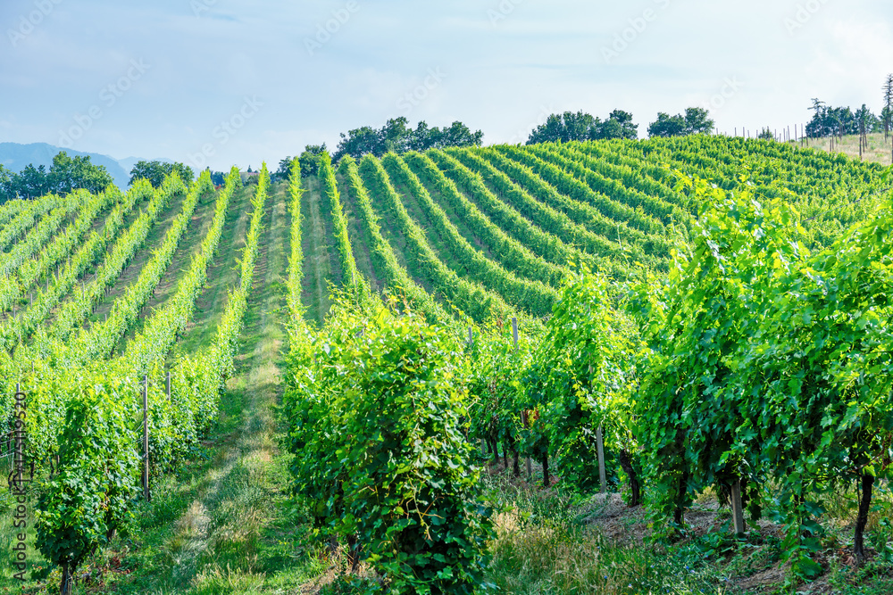 vineyards in Tuscany