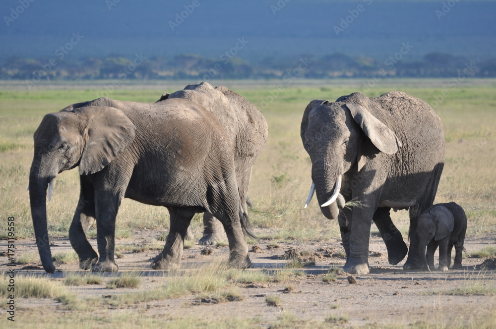 Fototapeta premium The African animals. Kenya