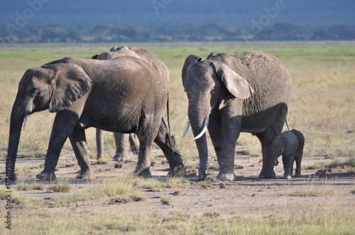 The African animals. Kenya © Oleg Saenko