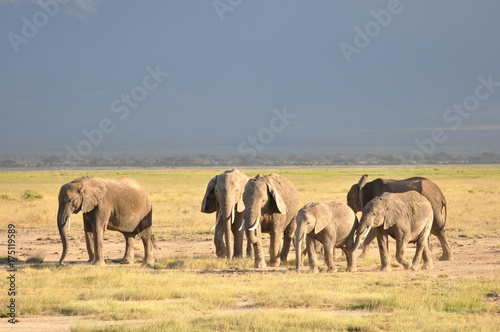 The African animals. Kenya