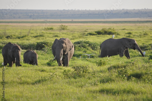 The African animals. Kenya © Oleg Saenko