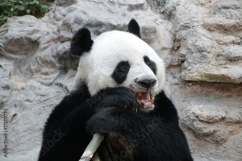 Fototapeta Naklejka Na Ścianę i Meble -  Male Giant Panda in Thailand, Eating Bamboo Shoot