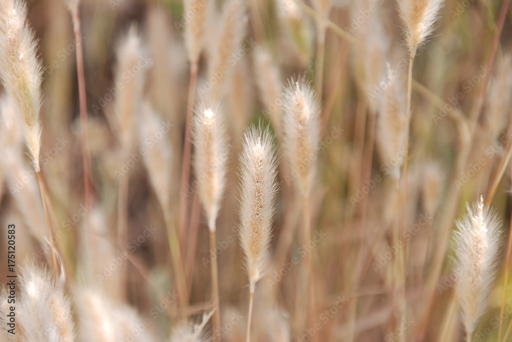 Fototapeta premium Macro Photography Art of Beige Wheat Looking Plants