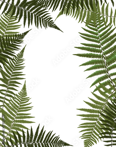 Fern Leaf Vector Background Illustration