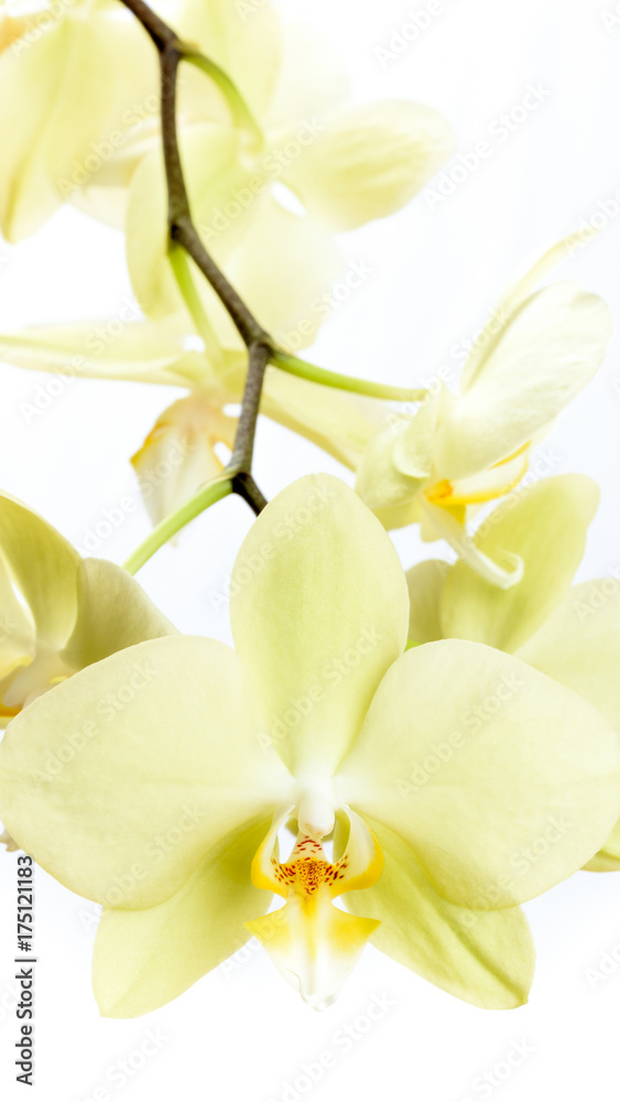 Naklejka premium Gelbe Phalaenopsis Orchidee isoliert vor weißem Hintergrund