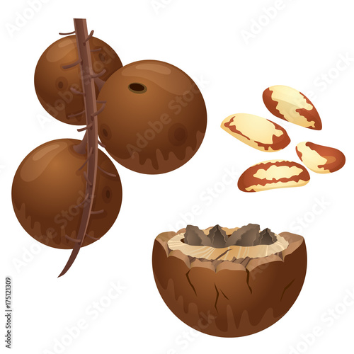 Brazilian nut plant, nuts and peeled kernels / Part of Brazilian nut branch with the fruits, nuts in the shell and peeled nuts
