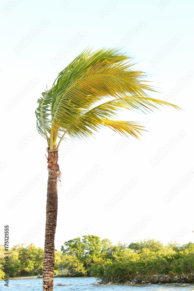 Obraz premium Blowing Palm