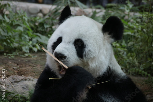 Fototapeta Naklejka Na Ścianę i Meble -  Female Giant Panda in Thailand, eating Bamboo Stick