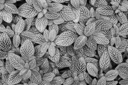 Beautiful background of nerve plant's (Fittonia argyroneura) leaves, viewed from above, in black and white. photo