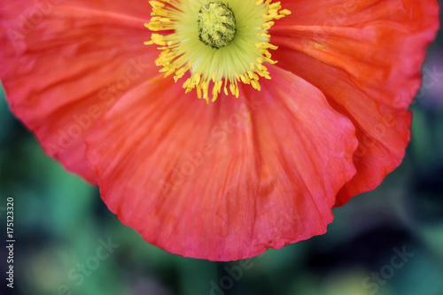 close up of red poppy flower with yellow stamen