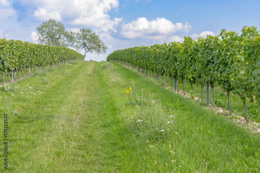 Naklejka premium Vineyards in the harvest season in Rhein-Hessen in Rhineland-Palatinate, Germany