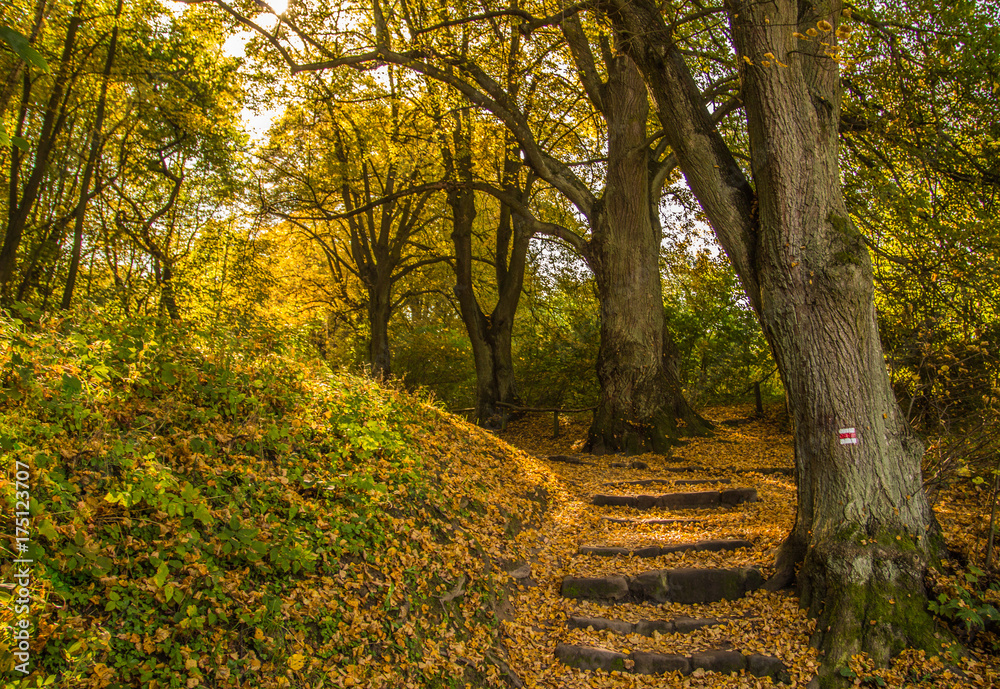 Autumn stairs covered by orange leaves