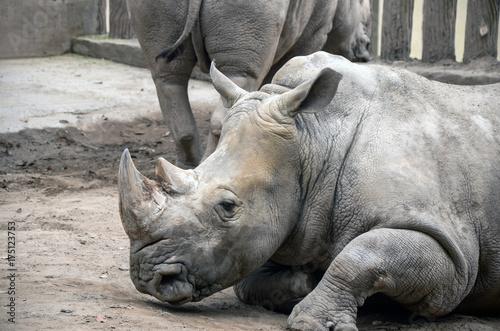 big gray rhino at the zoo