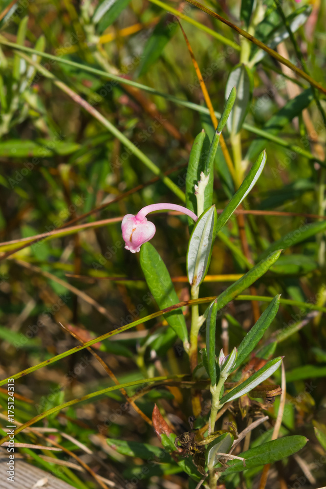 Flower Bog rosemary or Andromeda polifolia close-up, selective focus, shallow DOF Flower Bog rosemary or Andromeda polifolia close-up, selective focus, shallow DOF