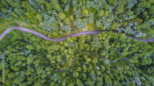 aerial of forest with road