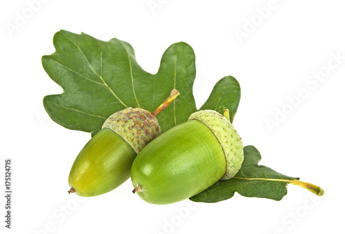 Green acorn fruits with leaf isolated on a white background