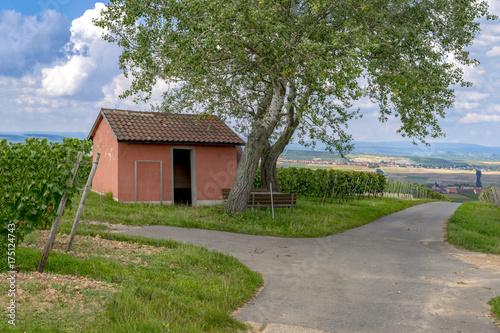 Vineyards in the harvest season in Rhein-Hessen in Rhineland-Palatinate, Germany