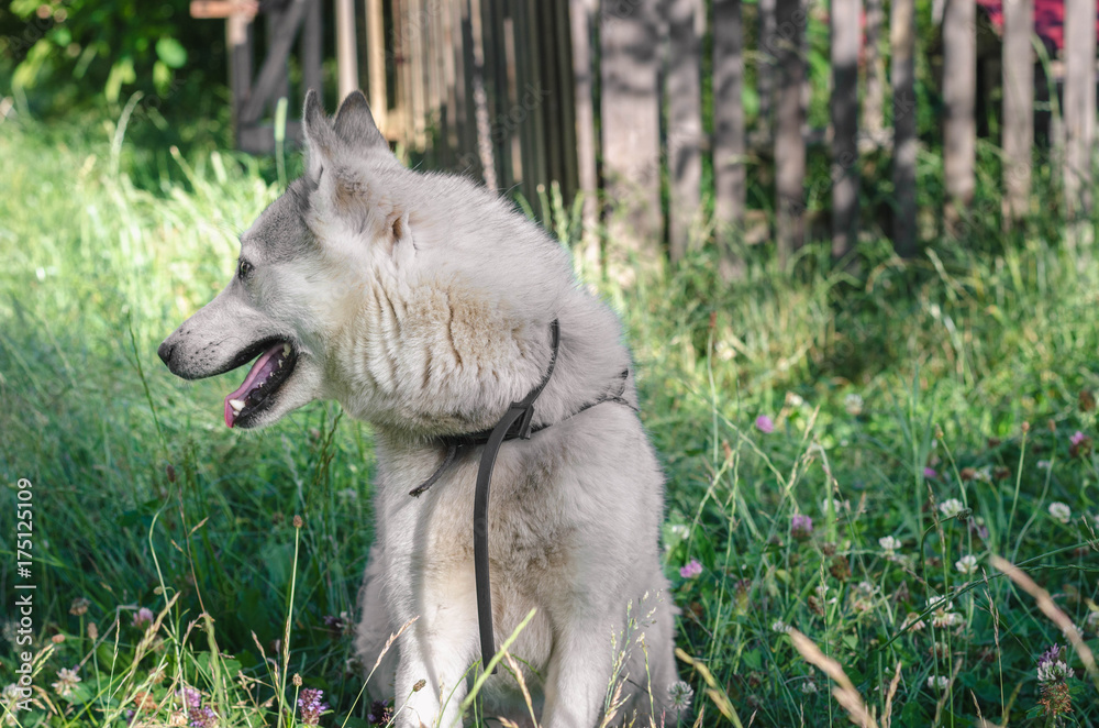 Fototapeta premium A beautiful Siberian Laika puppy on the grass. Portrait of cute happy siberian laika.