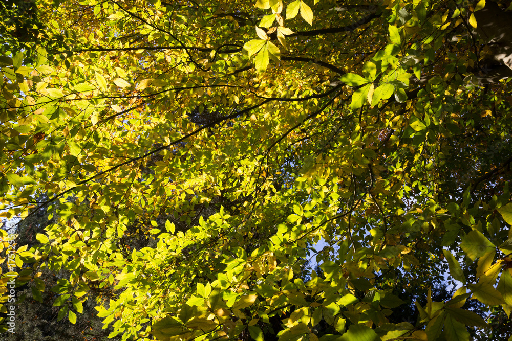 tree branch with yellow leaves in autumn tree branch with yellow leaves in autumn