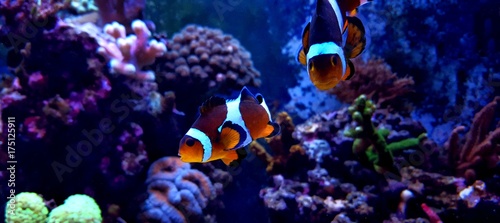 Fototapeta Naklejka Na Ścianę i Meble -  Aquarium popular fish