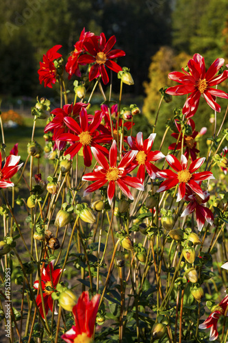 Fototapeta Naklejka Na Ścianę i Meble -  Dahlia  
