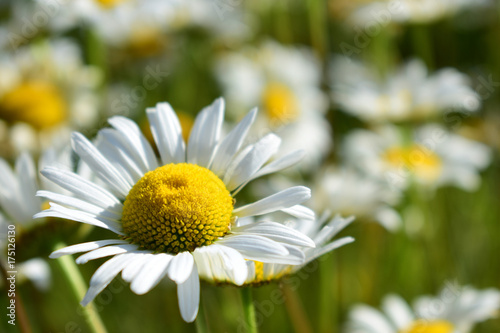 oxeye dasiy with a background of out of focus flowers