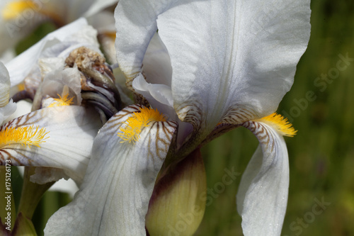 Croatian iris (Iris x croatica) photo