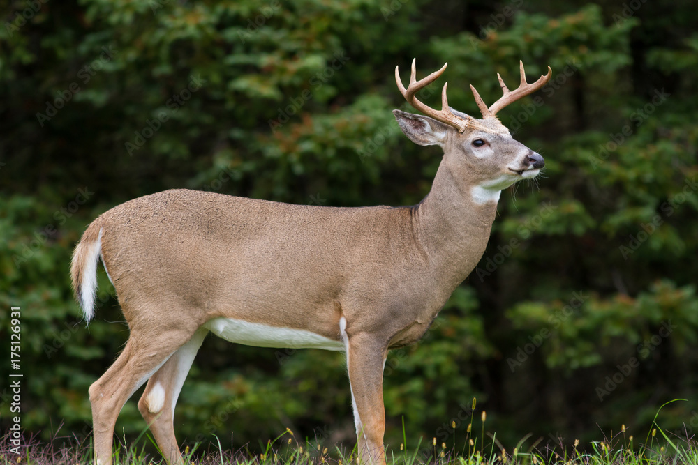 Whitetail Deer Buck Whitetail Deer Buck