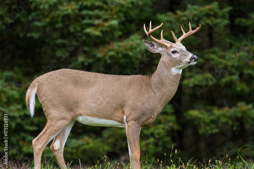 Whitetail Deer Buck