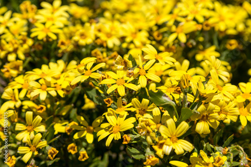 Yellow Fynbos