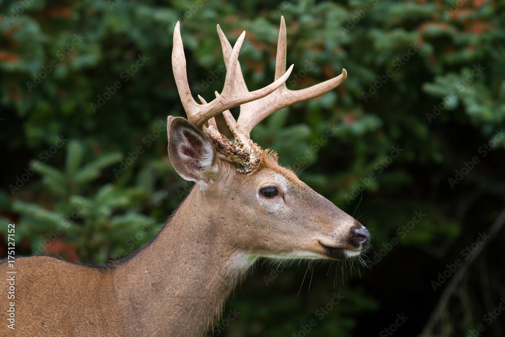 Whitetail Deer Buck Whitetail Deer Buck