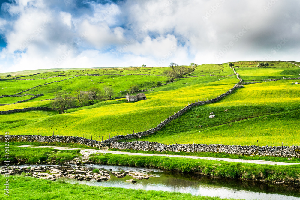 Fototapeta premium Buttercup Fields