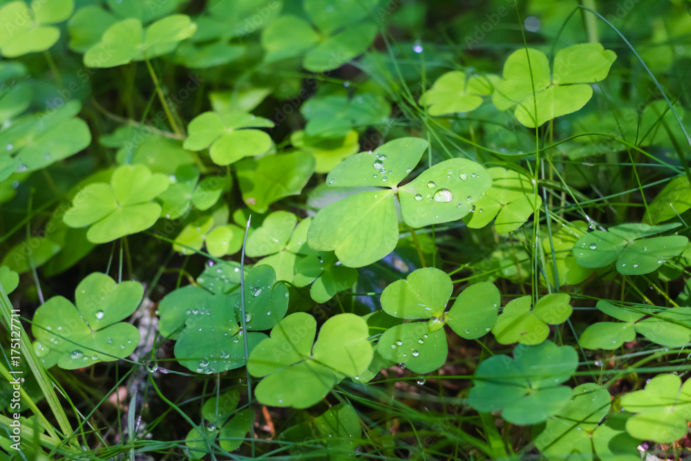 green clover with drops of dew on nature green clover with drops of dew on nature