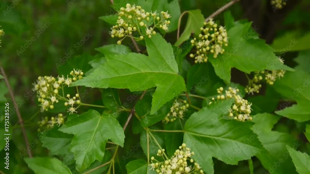 Flowering snowball tree in the wind. Video the static camera. Viburnum opulus Flowering snowball tree in the wind. Video the static camera. Viburnum opulus