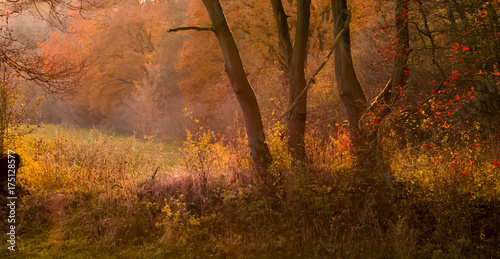 Goldener Herbst - Landschaft