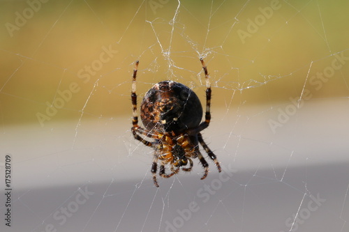 Spinne/ Webspinne (Araneae) im Spinnennetz