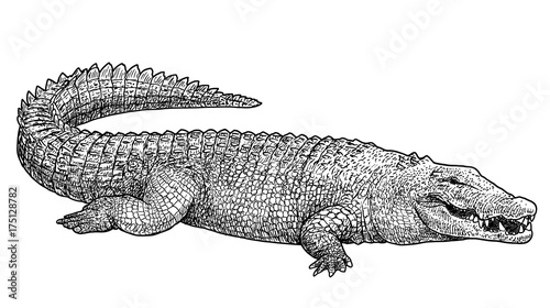 Saltwater crocodile illustration, drawing, engraving, ink, line art, vector