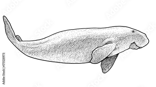 Sea cow illustration, drawing, engraving, ink, line art, vector