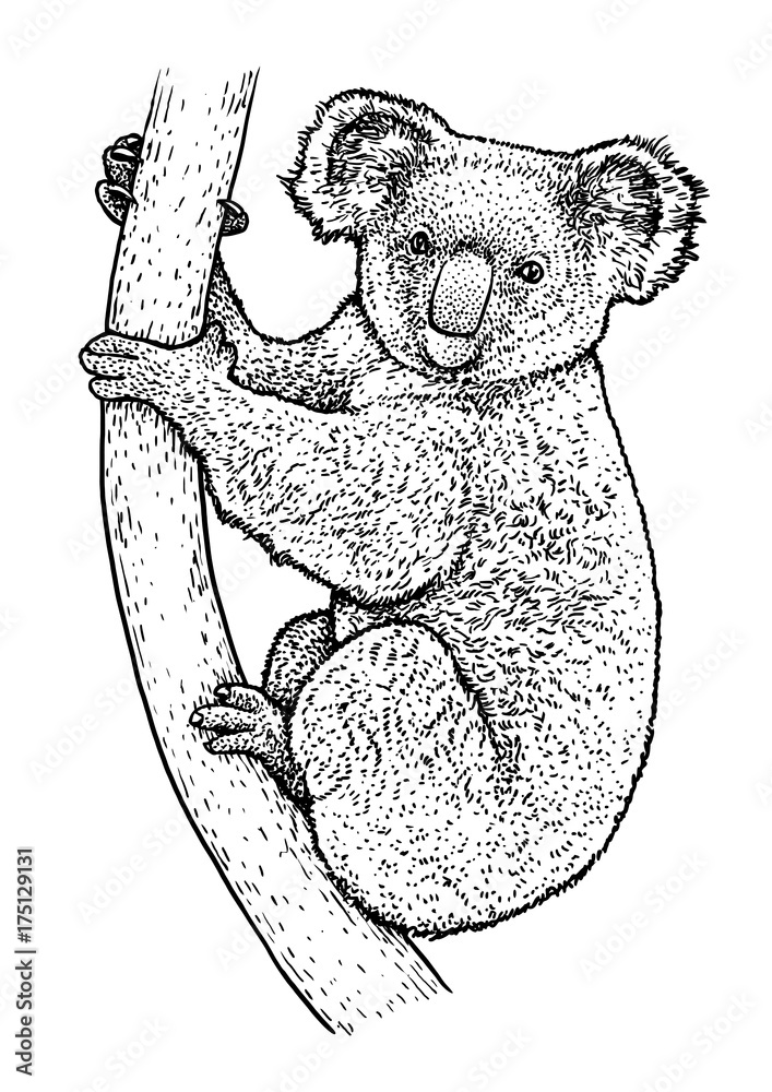 Obraz premium Koala illustration, drawing, engraving, ink, line art, vector