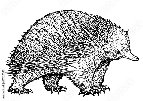 Echidna illustration, drawing, engraving, ink, line art, vector
