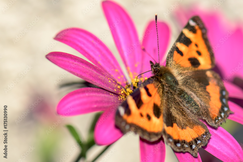 Orange butterfly sitting on purple flower Orange butterfly sitting on purple flower