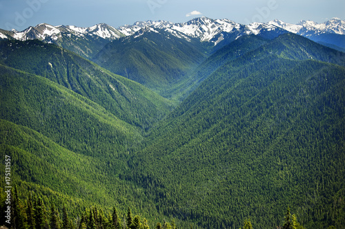Green Valleys Evergreens Snow Mountains Hurricane Ridge Olympic National Park Washington